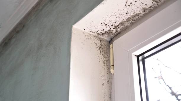 Best Black Mold Removal  in Center, TX