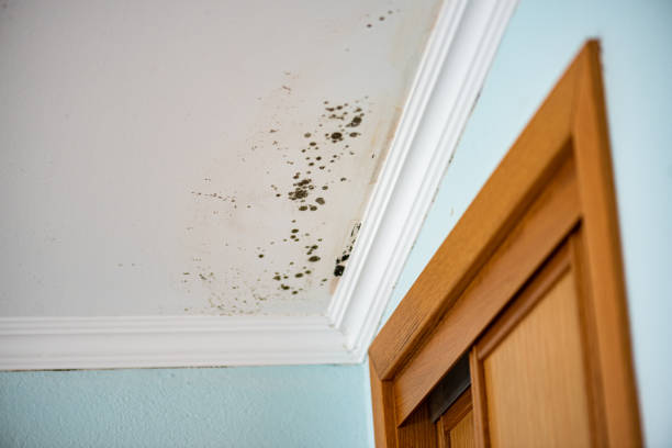 Best Attic Mold Removal  in Center, TX