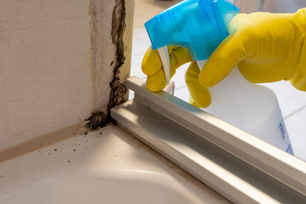 Best Office Mold Removal Services  in Center, TX