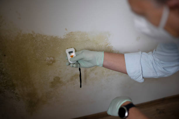 Best Mold Removal Near Me  in Center, TX