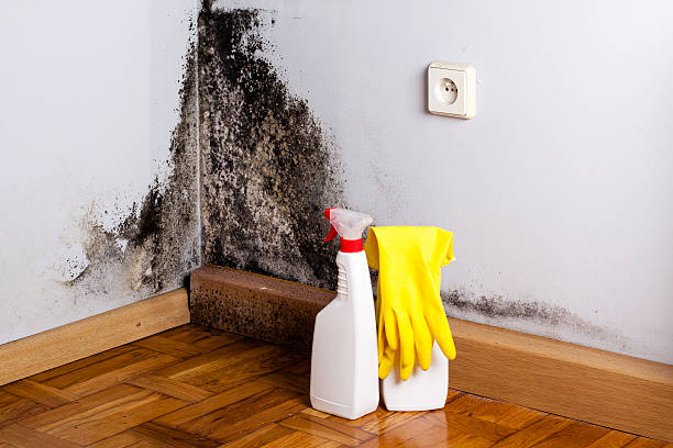 Crawl Space Mold Removal in Center, TX