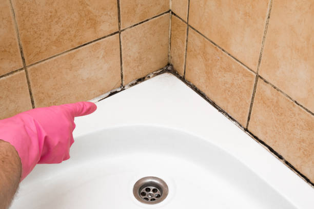 Best Affordable Mold Removal  in Center, TX